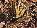 Stenopogon inquinatus - photo 2