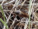Stenopogon inquinatus - photo 3