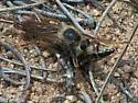 Stenopogon inquinatus - photo 4