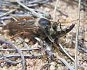 Stenopogon inquinatus - photo 5