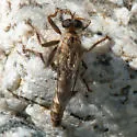 Stenopogon lomae