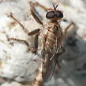Stenopogon lomae - photo 2