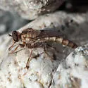 Stenopogon lomae - photo 3