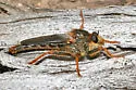 Stenopogon rufibarbis