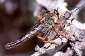 Stenopogon rufibarbis - photo 2