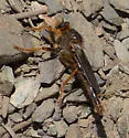 Stenopogon rufibarbis - photo 3