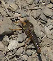 Stenopogon rufibarbis - photo 4
