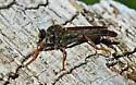 Stenopogon rufibarbis - photo 5
