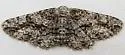 Stenoporpia anastomosaria - Hodges#6462
