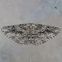 Stenoporpia anastomosaria - Hodges#6462 - photo 4