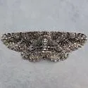 Stenoporpia anastomosaria - Hodges#6462 - photo 5