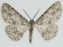 Stenoporpia asymmetra - Hodges#6457