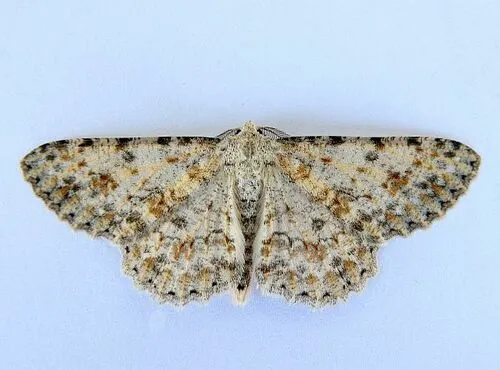 Stenoporpia dionaria - Hodges#6458