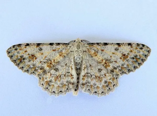 Stenoporpia dionaria - Hodges#6458 - photo 2