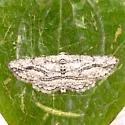Stenoporpia dissonaria - Hodges#6461 - Stenoporpia dissonaria