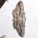 Stenoporpia dissonaria - Hodges#6461 - photo 2