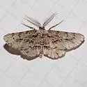 Stenoporpia dissonaria - Hodges#6461 - photo 3