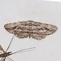 Stenoporpia dissonaria - Hodges#6461 - photo 4