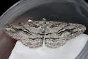 Stenoporpia excelsaria - Hodges#6474