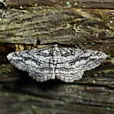 Stenoporpia excelsaria - Hodges#6474 - photo 4