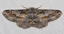 Stenoporpia glaucomarginaria - Hodges#6472 - photo 4