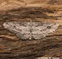 Stenoporpia lea - Hodges#6477 - photo 3