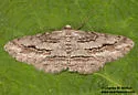 Stenoporpia lea - Hodges#6477 - photo 4