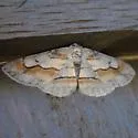 Stenoporpia macdunnoughi - Hodges#6470