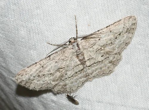 Faded Gray - Hodges#6459 - Stenoporpia polygrammaria
