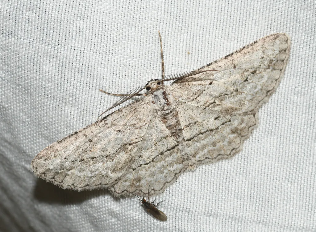 Faded Gray - Hodges#6459 - photo 2