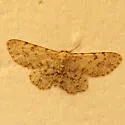 Stenoporpia pulchella - Hodges#6455