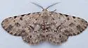 Stenoporpia pulchella - Hodges#6455 - photo 4