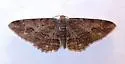 Stenoporpia vernalella - Hodges#6466