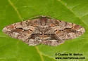 Stenoporpia vernalella - Hodges#6466 - photo 2