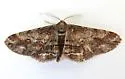 Stenoporpia vernalella - Hodges#6466 - photo 3