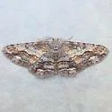 Stenoporpia vernalella - Hodges#6466 - photo 4