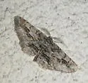 Stenoporpia vernata - Hodges#6465 - Stenoporpia vernata