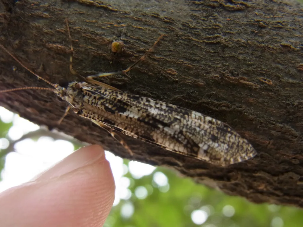 Stenopsychidae - photo 2