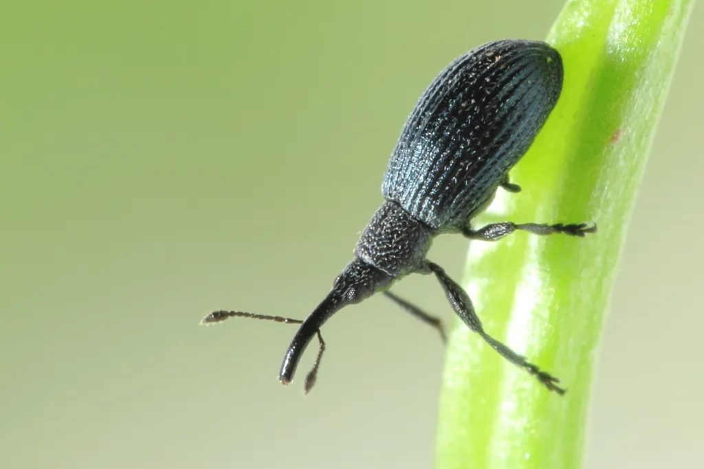 Stenopterapion meliloti - photo 2