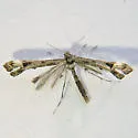 Colorado Plume Moth - Hodges#6149