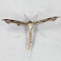 Colorado Plume Moth - Hodges#6149 - photo 2