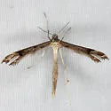 Colorado Plume Moth - Hodges#6149 - photo 3