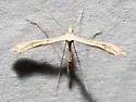 Pale-streaked Plume Moth - Hodges#6145