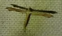 Pale-streaked Plume Moth - Hodges#6145 - photo 2