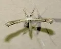 Pale-streaked Plume Moth - Hodges#6145 - photo 3