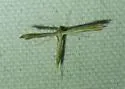 Pale-streaked Plume Moth - Hodges#6145 - photo 4