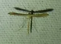 Pale-streaked Plume Moth - Hodges#6145 - photo 5
