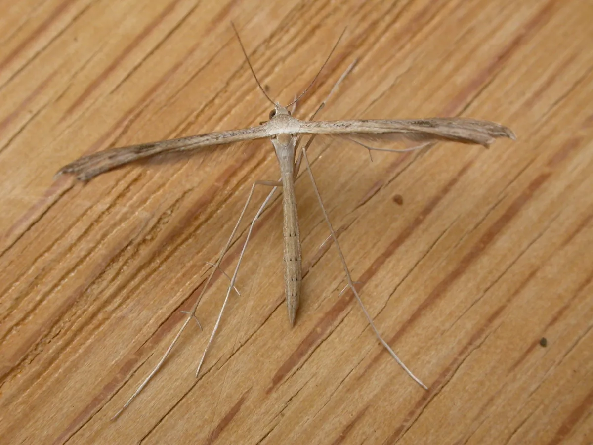 Dowdy Plume Moth - photo 3