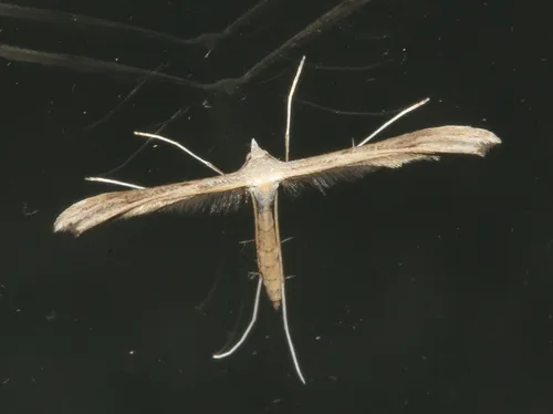 Dowdy Plume Moth - photo 5
