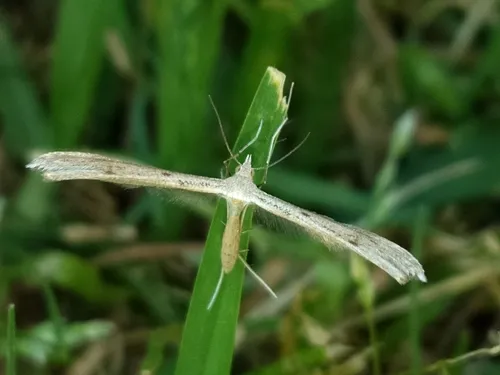 Dowdy Plume Moth - photo 6